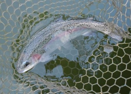 大安トラウトレイク 釣果